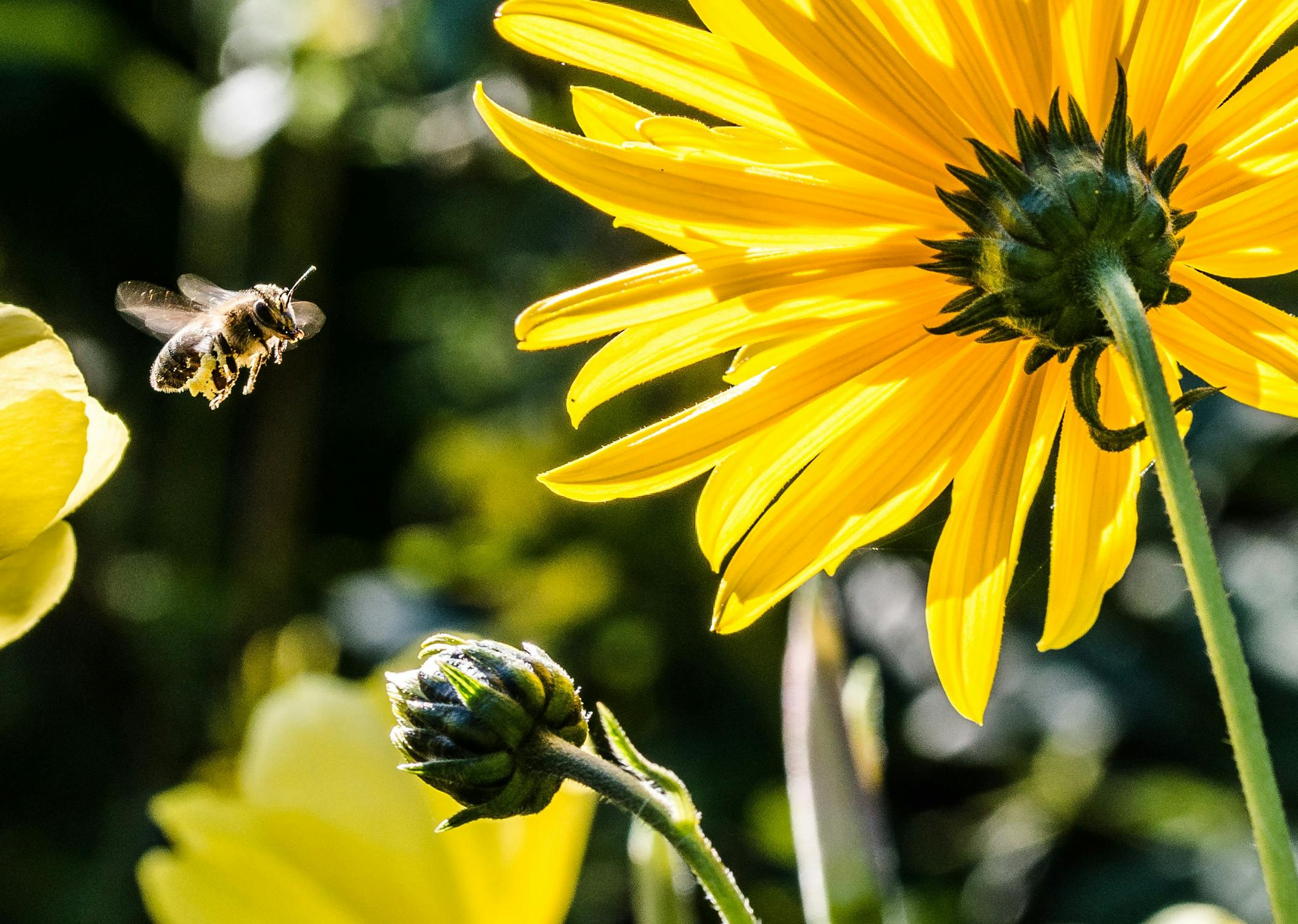 Bee In The Approach Bee Apis Pollen 63641