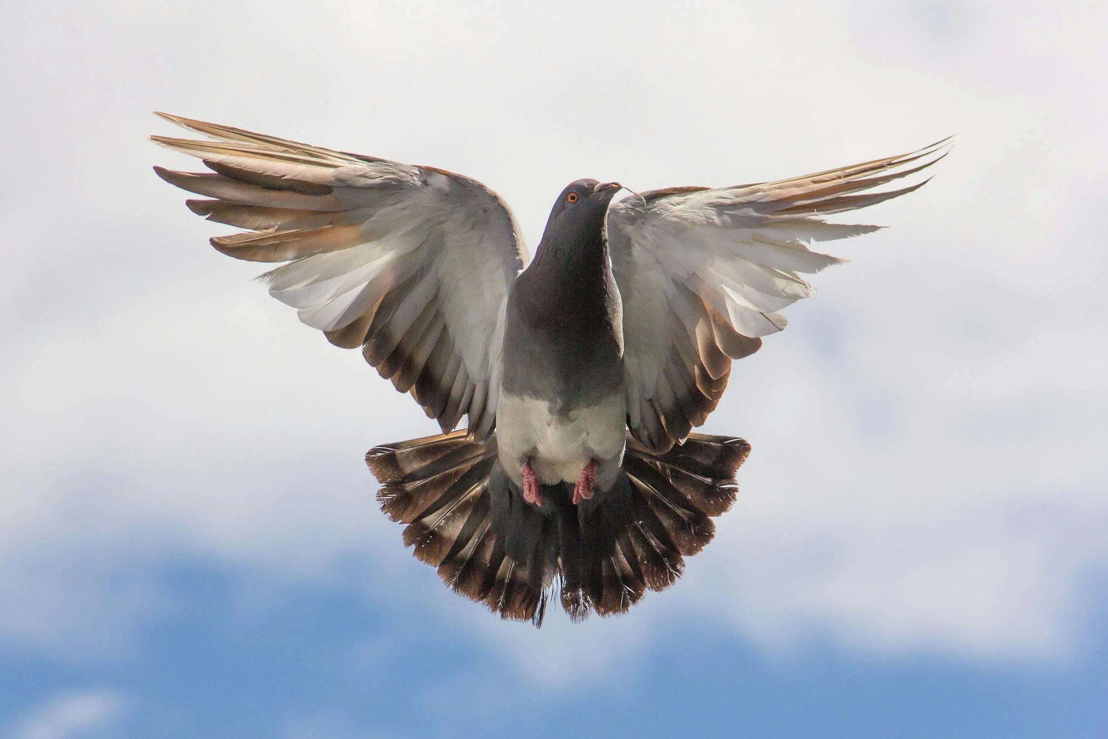 Pigeon Flight Twig