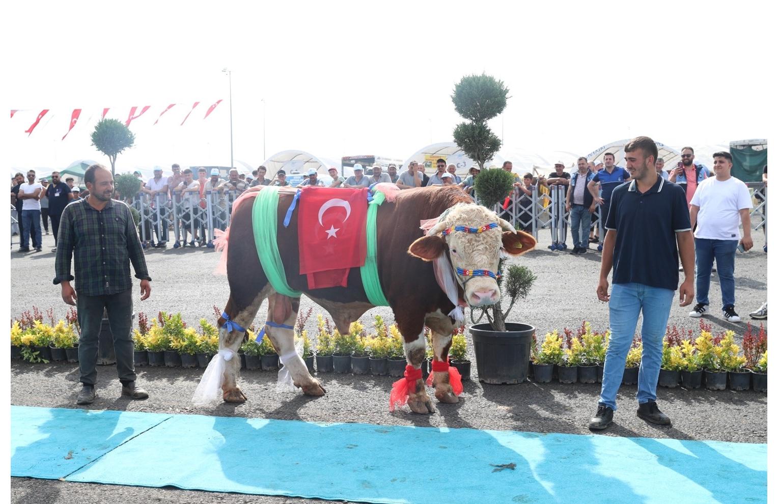 En Guzel Kurban Yarismasi