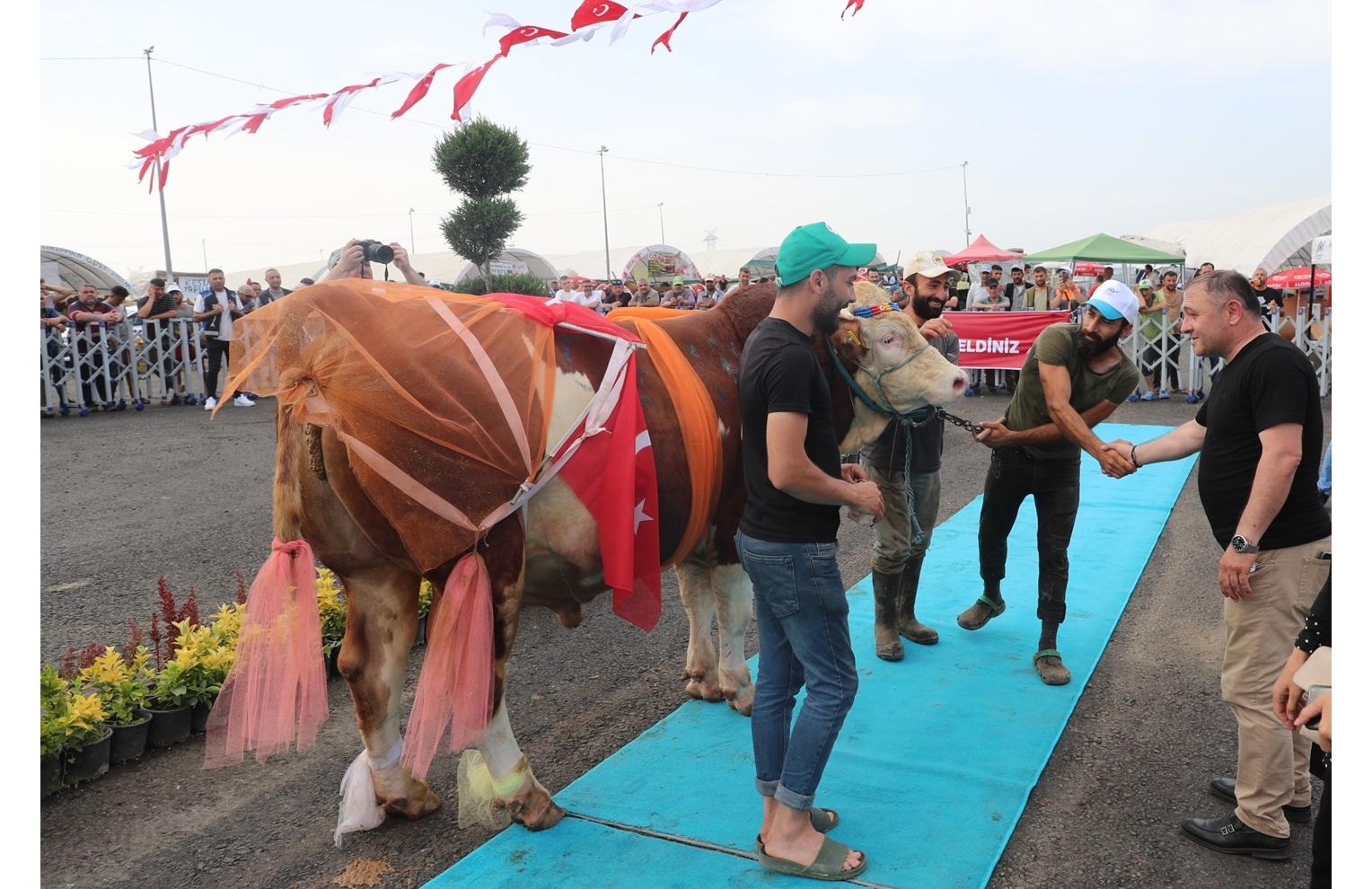 En Guzel Kurban Yarismasi Çankırı  birici