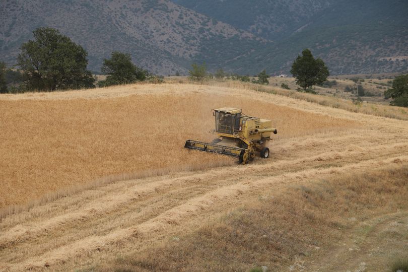 Hasatı Basladı Ilgaz’da ilk Bugday..