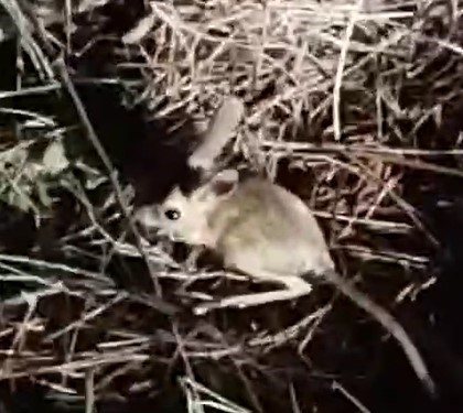 Çankırı'da Nesli Tükenmek Üzere Olan Arap Tavşanı Görüntülendi!1