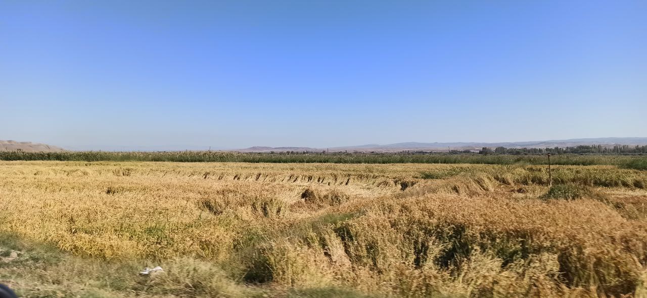 Kızılırmak Pirinci İçin Umutlu Bekleyiş Sona Eriyor Hasat Zamanı Geldi1