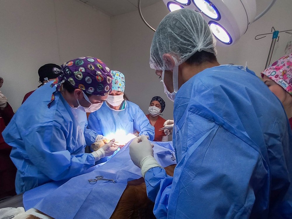 334 Can Hayat Buldu Kastamonu'da Veteriner Başarısı! (3)