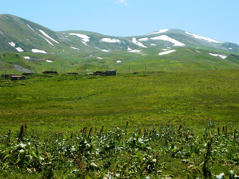 Ardahan Posof’ta Yayla Sezonu Gecikmeli Başladı (3)