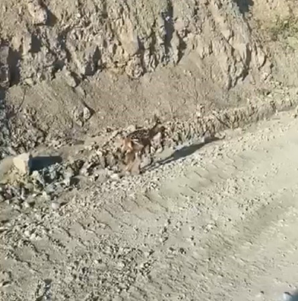 Ayağı Kırık Ceylan Kamerada Ekipler Harekete Geçti (1)