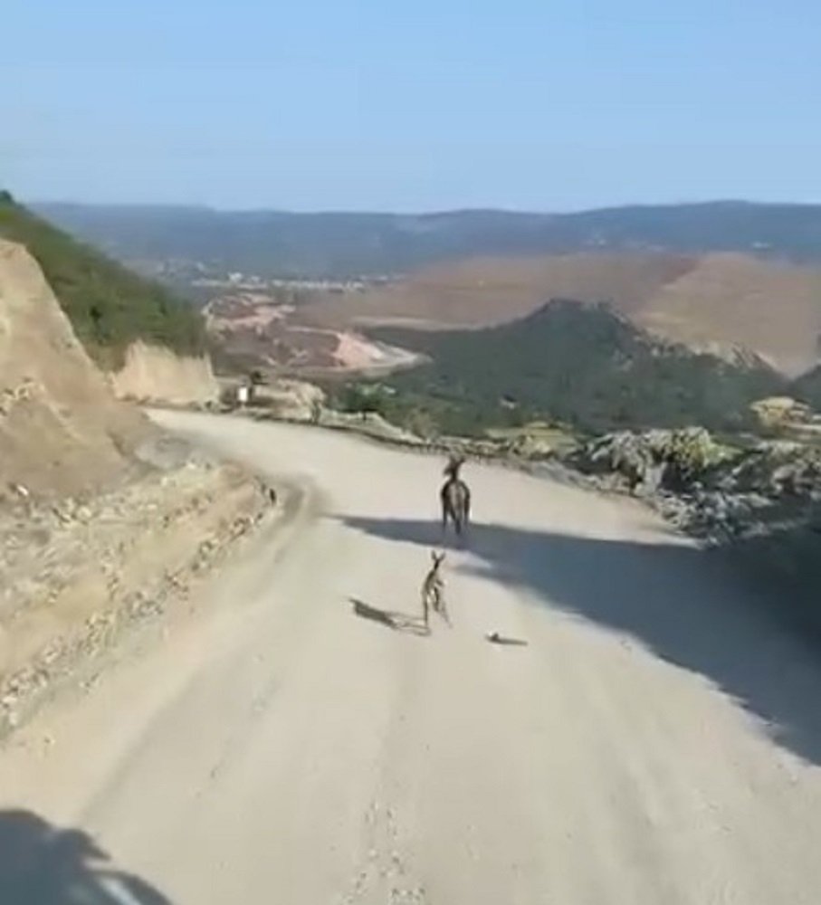 Ayağı Kırık Ceylan Kamerada Ekipler Harekete Geçti (2)