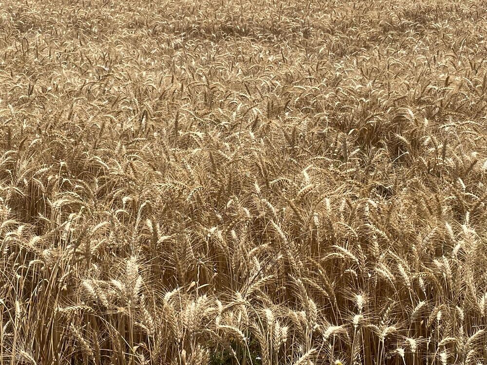 Buğday, Arpa Ve Mısırda Haftalık Fiyat Artışı Dikkat Çekti