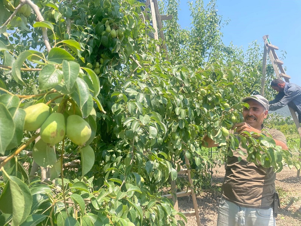 Bursa Gürsu’da Santa Maria Armutu Dalında 35 40 Liradan Alıcı Buluyor (4)