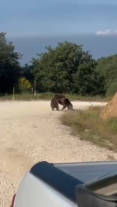 Bursa’da Şok Anlar Yol Ortasında Ayı Güreşi! (1)