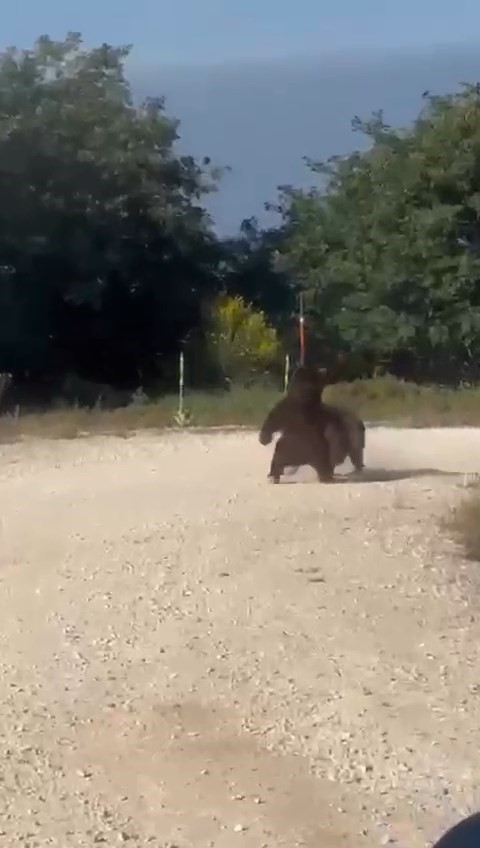 Bursa’da Şok Anlar Yol Ortasında Ayı Güreşi! (2)