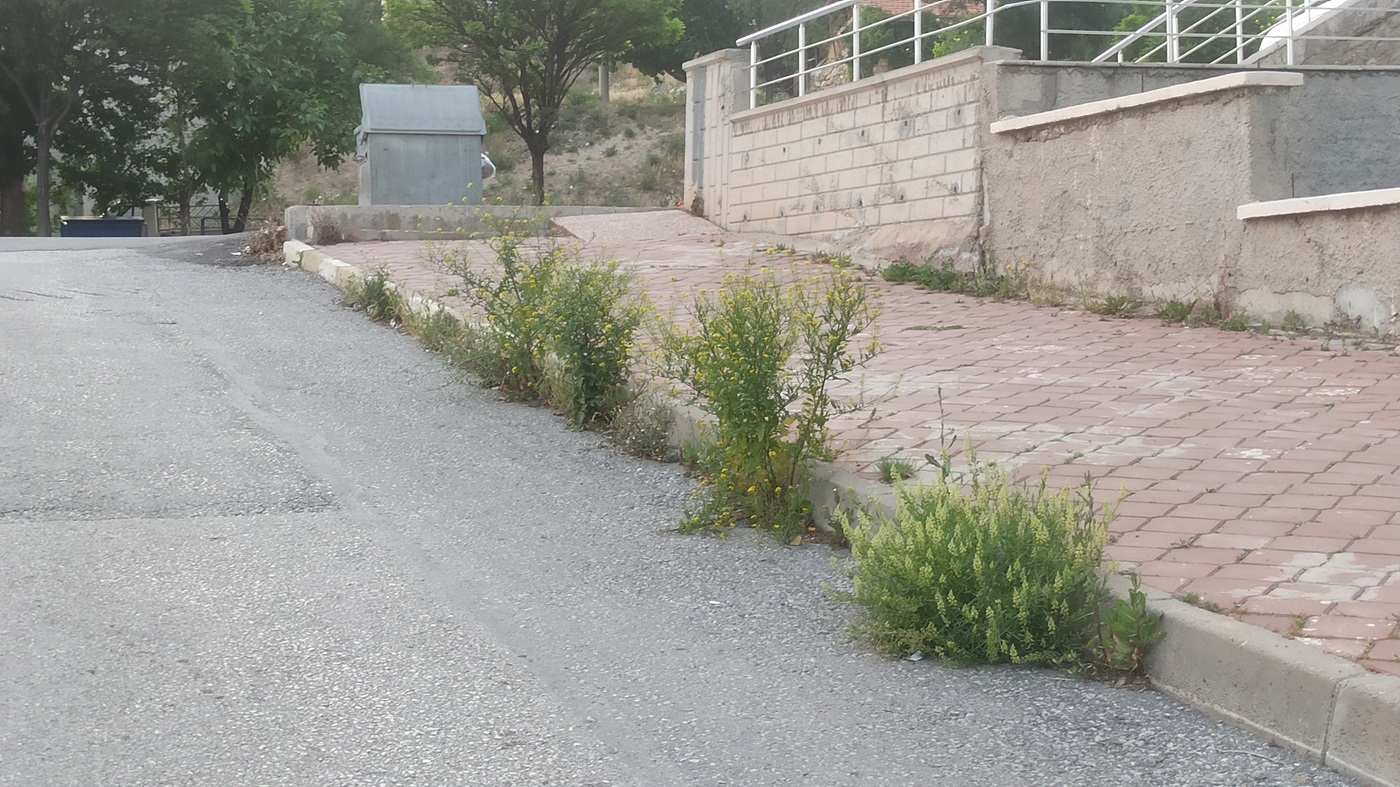 Çankırı Belediyesi Temizlediğini Söylüyo Vatandaş Tlar Diz Boyu! (11)-1