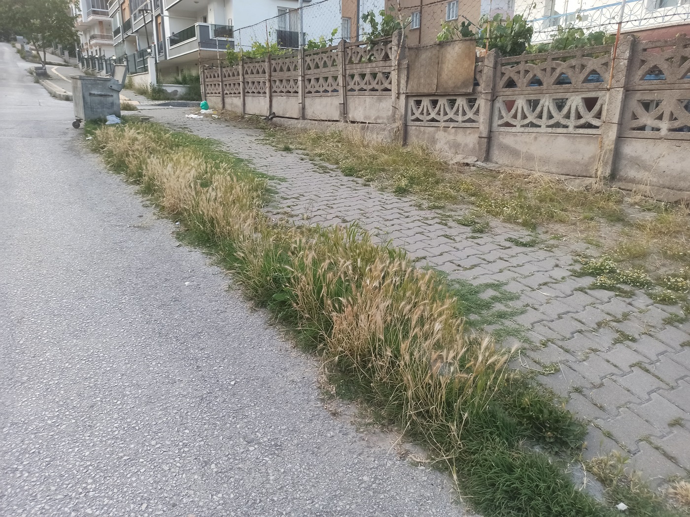 Çankırı Belediyesi Temizlediğini Söylüyo Vatandaş Tlar Diz Boyu! (16)