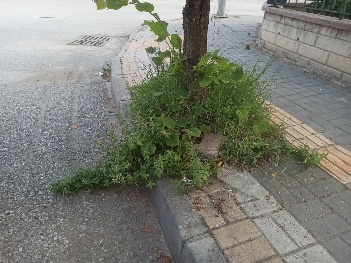 Çankırı Belediyesi Temizlediğini Söylüyo Vatandaş Tlar Diz Boyu! (21)