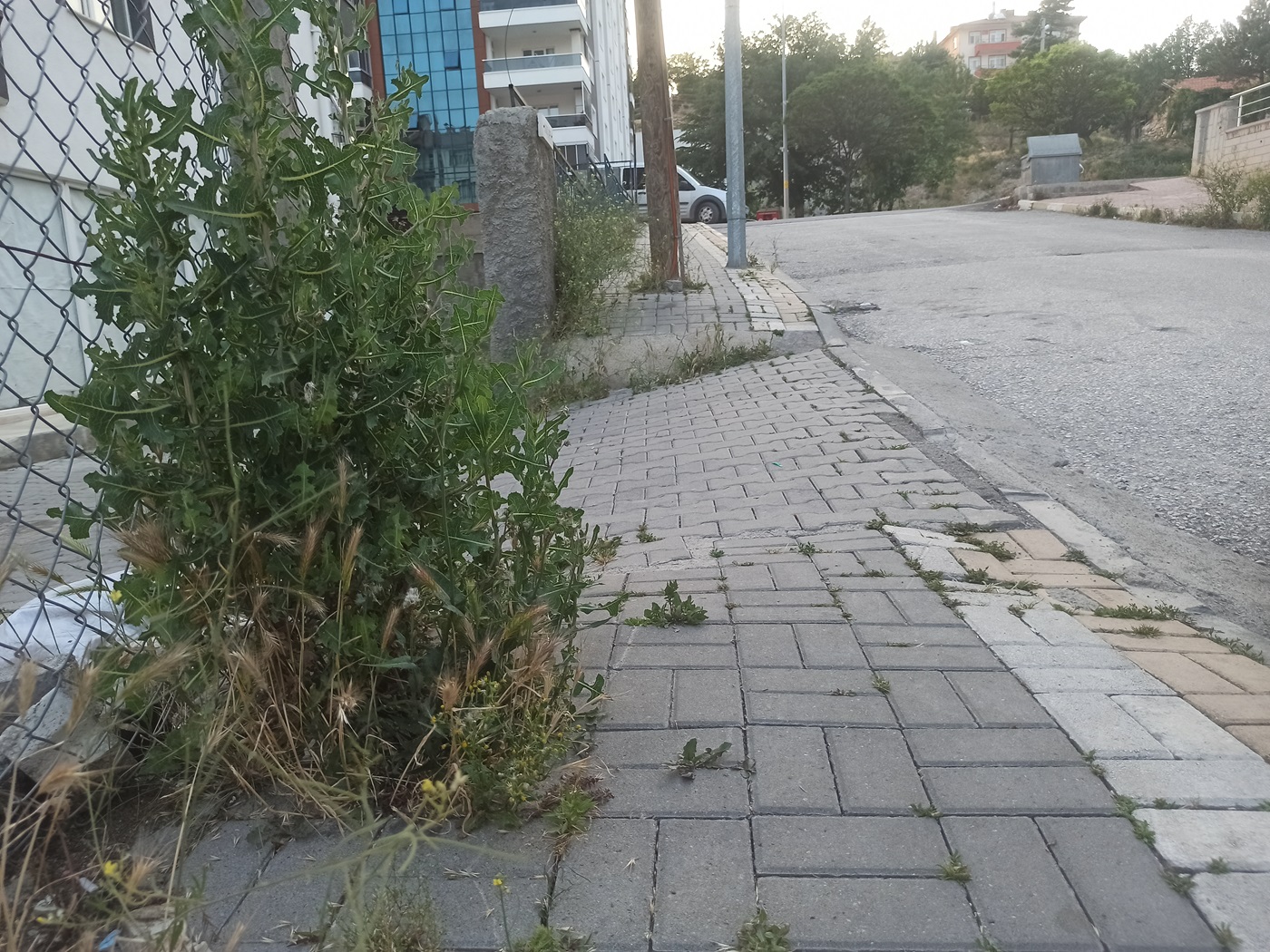 Çankırı Belediyesi Temizlediğini Söylüyo Vatandaş Tlar Diz Boyu! (3)