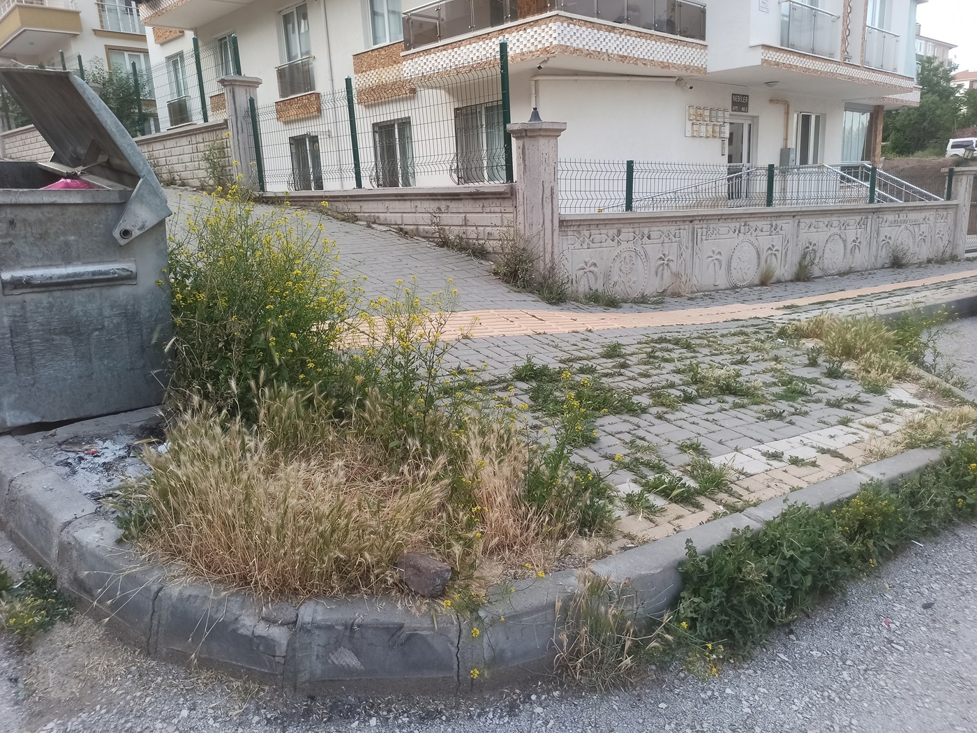 Çankırı Belediyesi Temizlediğini Söylüyo Vatandaş Tlar Diz Boyu! (9)