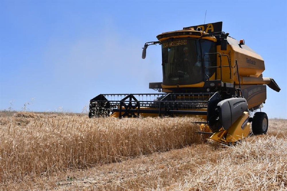 Çankırı’da Buğday Ve Arpa Hasadı Başladı (1)-1