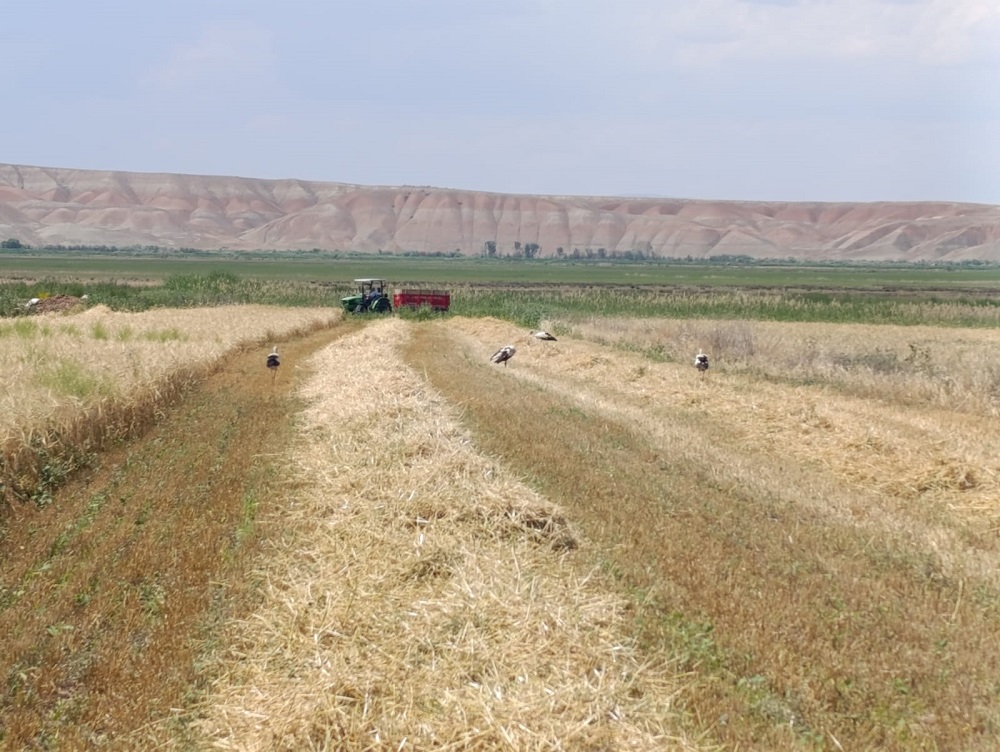 Çankırı’da Buğday Ve Arpa Hasadı Başladı (2)-1