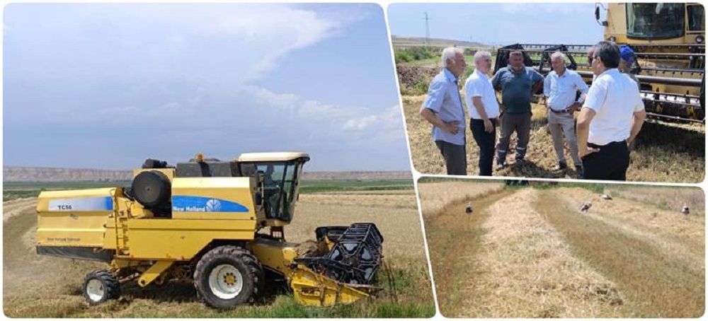 Çankırı’da Buğday Ve Arpa Hasadı Başladı (2)