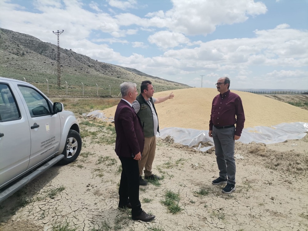 Çankırı’da Buğday Ve Arpa Hasadı Başladı (3)-1