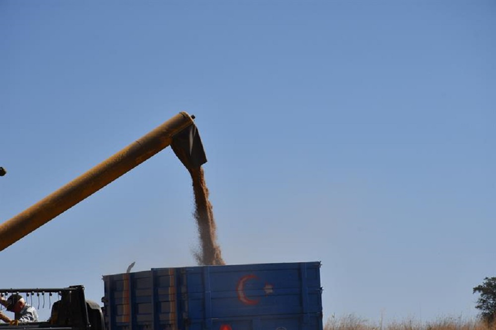 Çankırı’da Buğday Ve Arpa Hasadı Başladı (3)