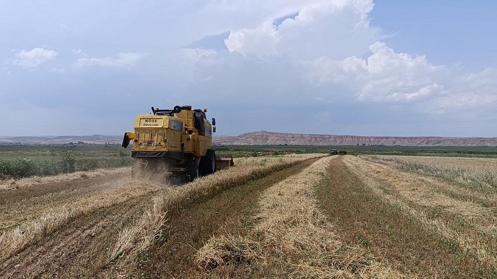 Çankırı’da Buğday Ve Arpa Hasadı Başladı (4)