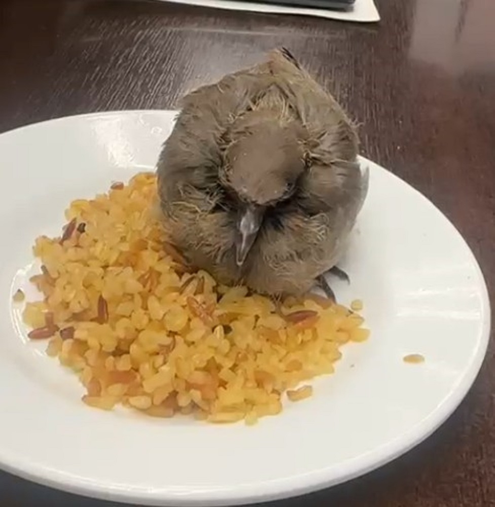 Çankırı’da Esnaftan Minik Kuşa Merhamet Eli (1)