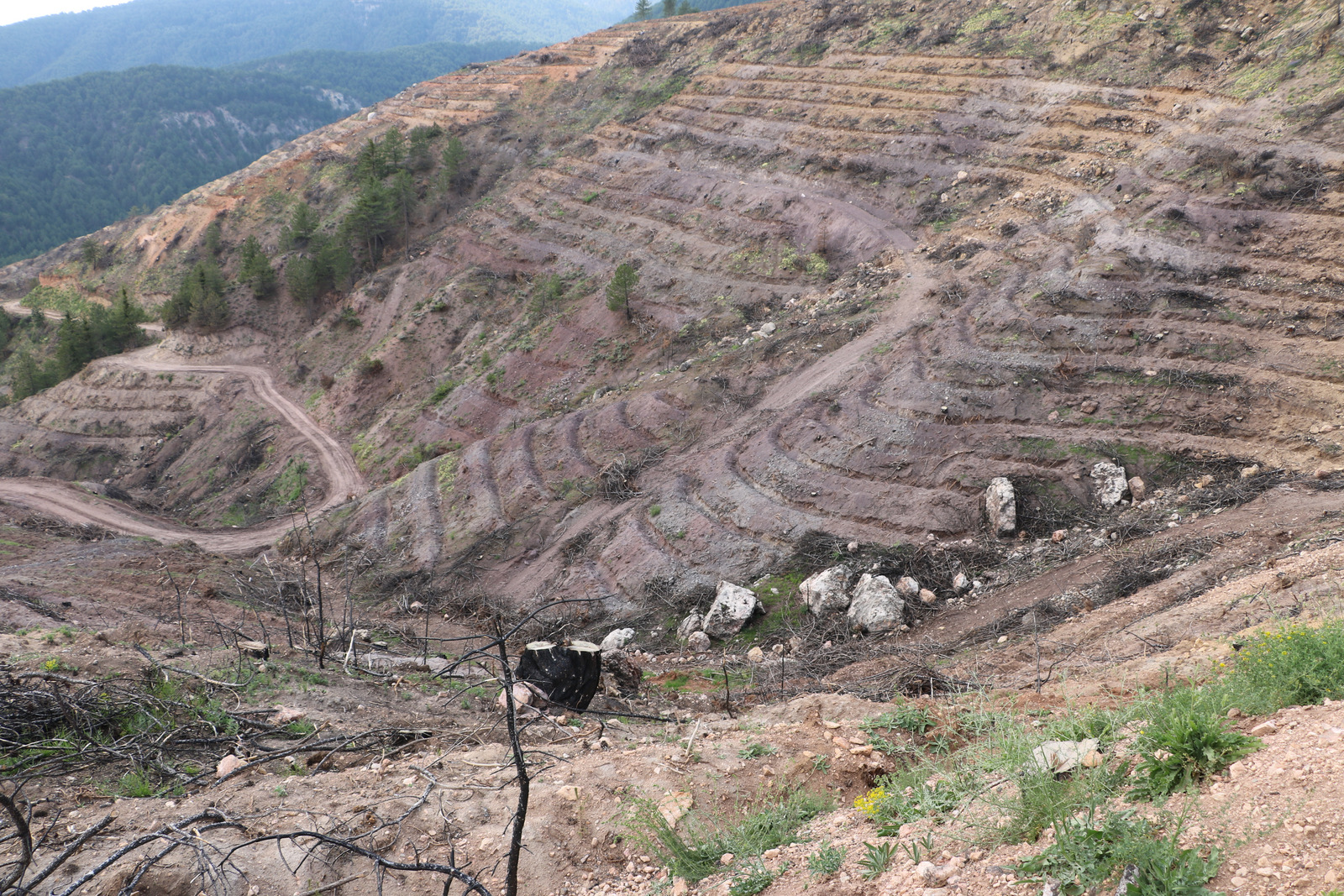 Çankırı’nın Ilgaz Dağları Küllerinden Doğdu 89 Hektarlık Yanık Alanda Hayat Yeniden Başladı (3)