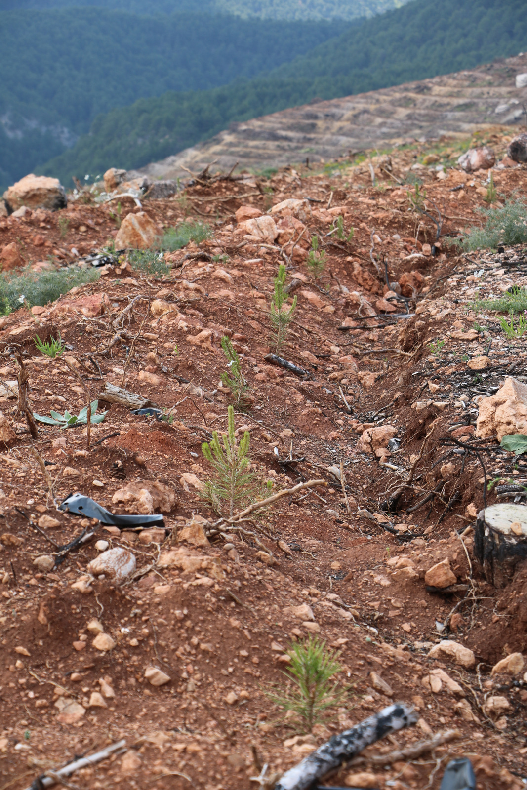 Çankırı’nın Ilgaz Dağları Küllerinden Doğdu 89 Hektarlık Yanık Alanda Hayat Yeniden Başladı (4)