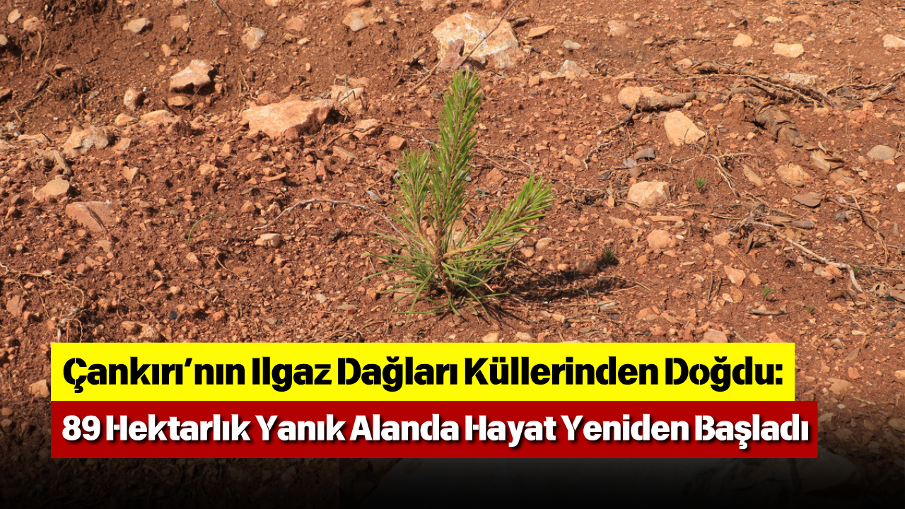 Çankırı’nın Ilgaz Dağları Küllerinden Doğdu 89 Hektarlık Yanık Alanda Hayat Yeniden Başladı