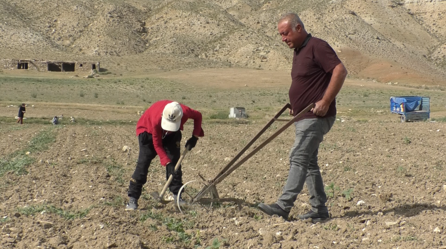 Çankırı’nın Meşhur Kavunu Çatalelma’dan Yükseliyor! İşte Toprağın Gücü Ve Tat Dolu Hasat-1