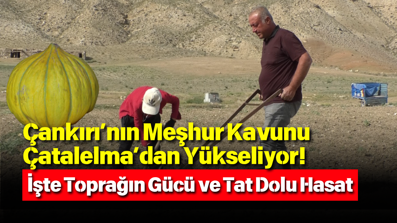 Çankırı’nın Meşhur Kavunu Çatalelma’dan Yükseliyor! İşte Toprağın Gücü Ve Tat Dolu Hasat (1)W