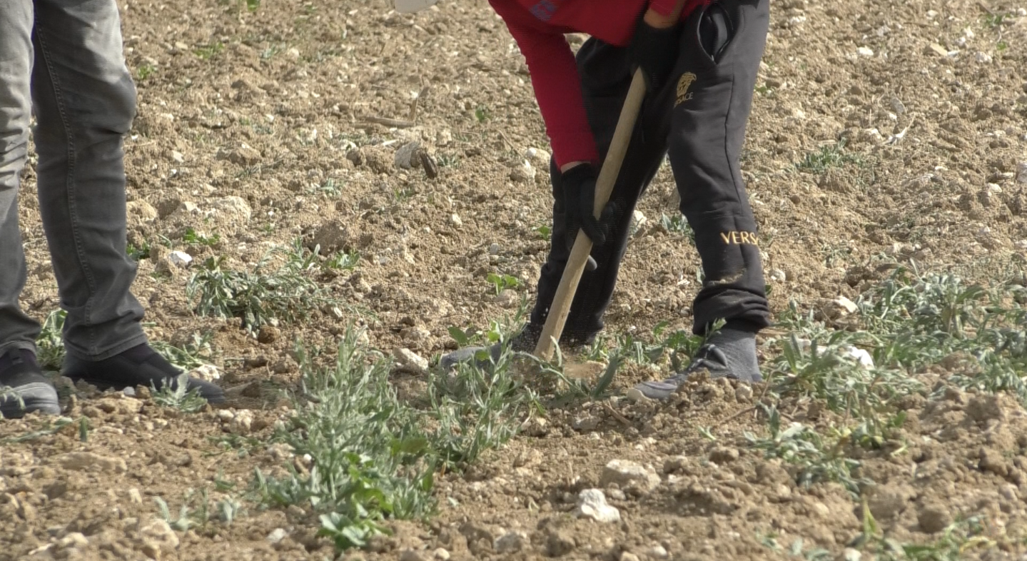 Çankırı’nın Meşhur Kavunu Çatalelma’dan Yükseliyor! İşte Toprağın Gücü Ve Tat Dolu Hasat124