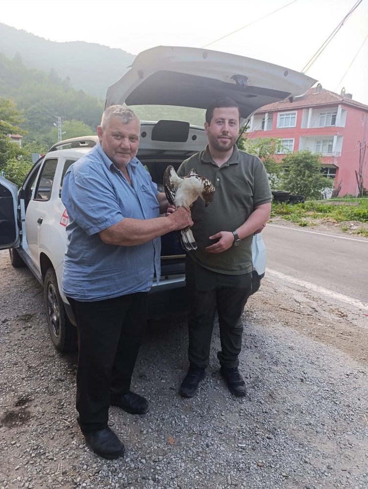Doğada Yaralı Bulunan Şahin Koruma Altına Alındı