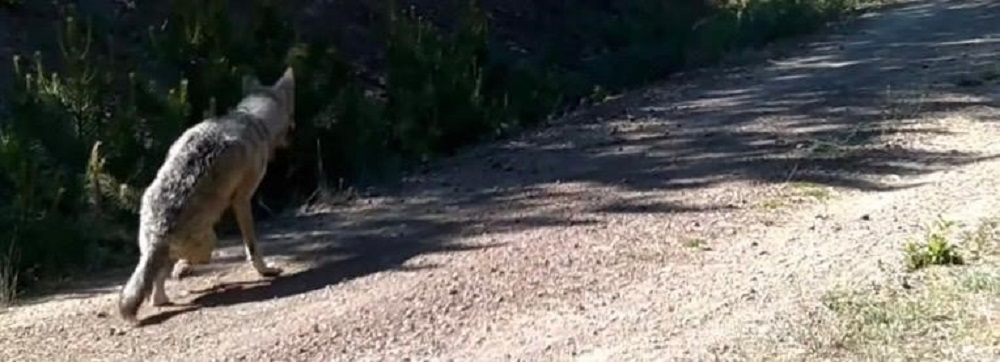 Doğaya Yerleştirilen Kameralar Nadir Türleri Ortaya Çıkardı (3)