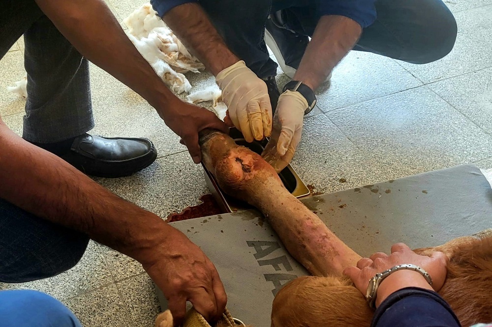 Doğumda Bacağı Kırılan Buzağıya Başarılı Müdahale (1)