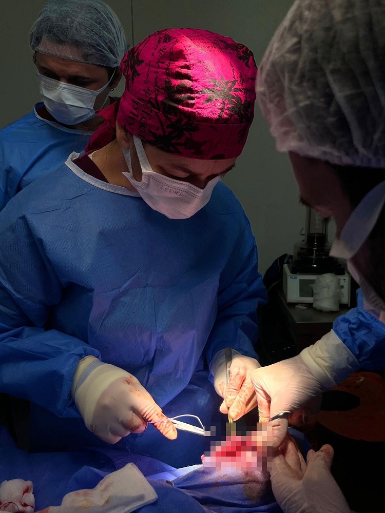 Doğumda Bacağı Kırılan Buzağıya Başarılı Müdahale (2)