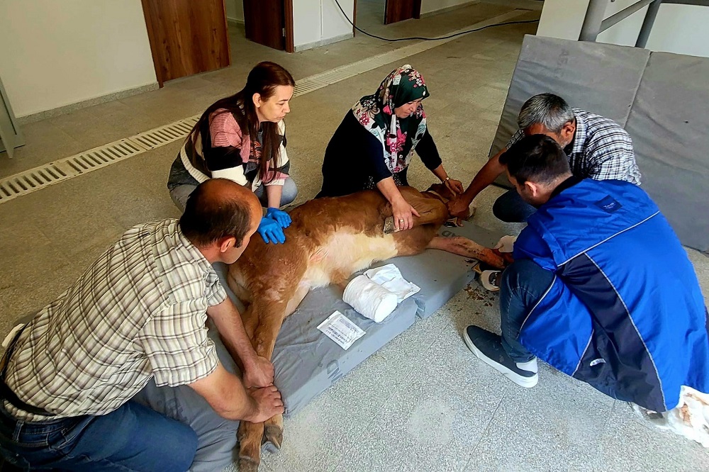 Doğumda Bacağı Kırılan Buzağıya Başarılı Müdahale (3)