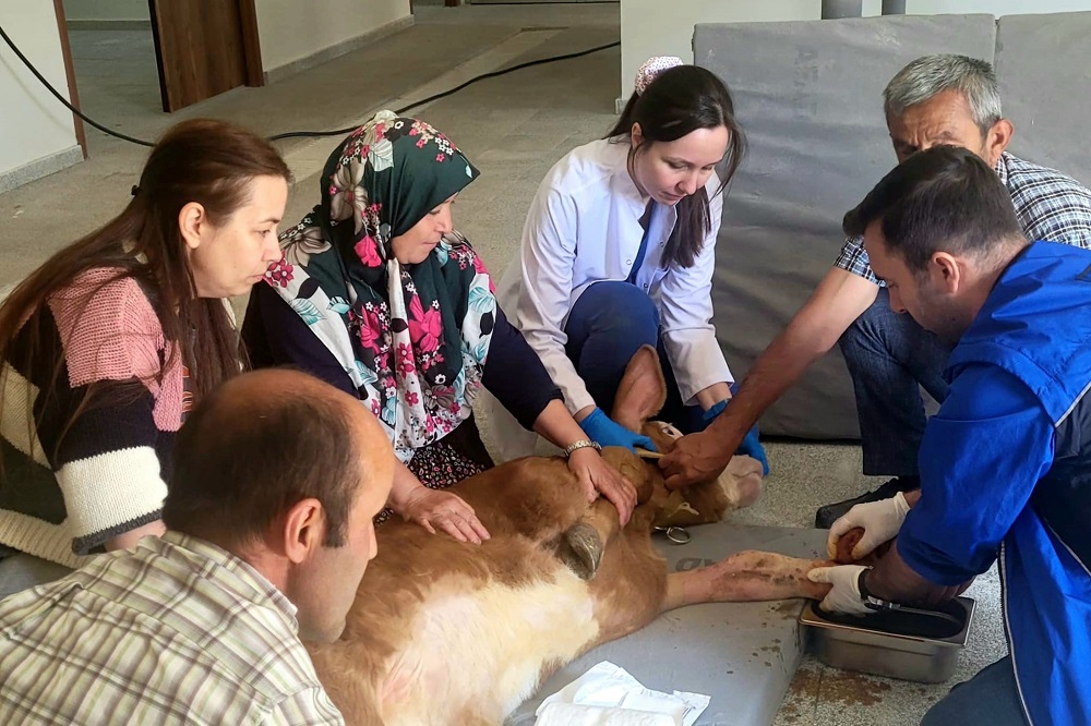 Doğumda Bacağı Kırılan Buzağıya Başarılı Müdahale (4)