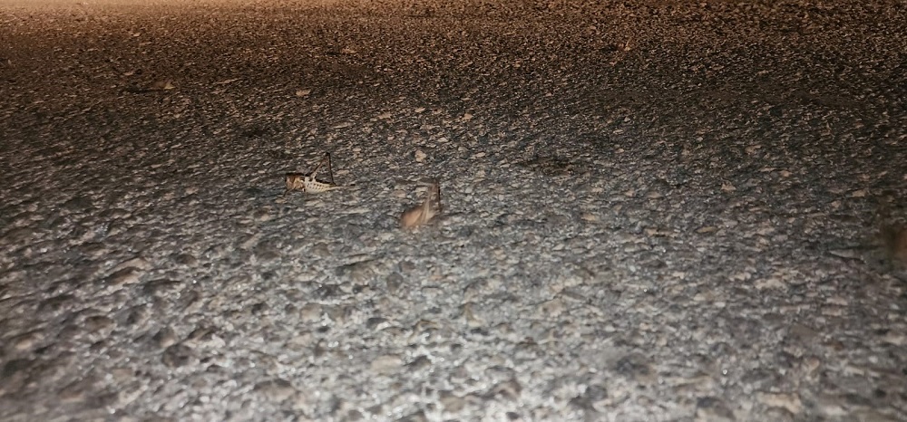Elazığ'da Yüzlerce Çekirge Yola Akın Etti Vatandaşlar Panik Yaşadı (4)