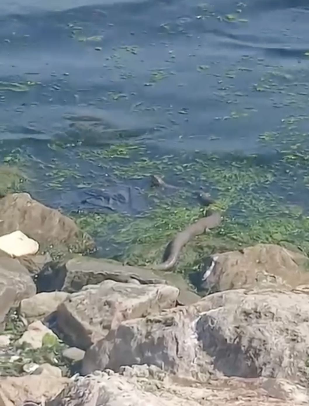 Havaların Isınmasıyla Kocaeli’de Yılanlar Artıyor Sekapark’ta Devasa Bir Yılan Kamerada (2)