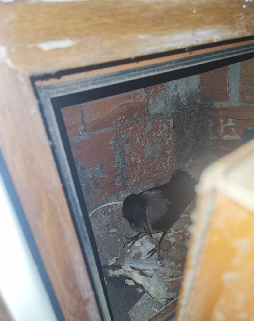 Kastamonu’da Tedavi Edilen Karabatak Ve Karga Doğaya Salındıa (2)