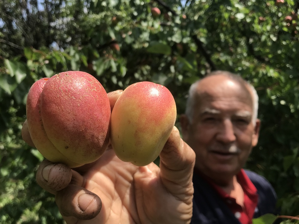 Kuru Kayısı Altınla Yarışıyor Kilosu 1000 Lirayı Aştı (1)