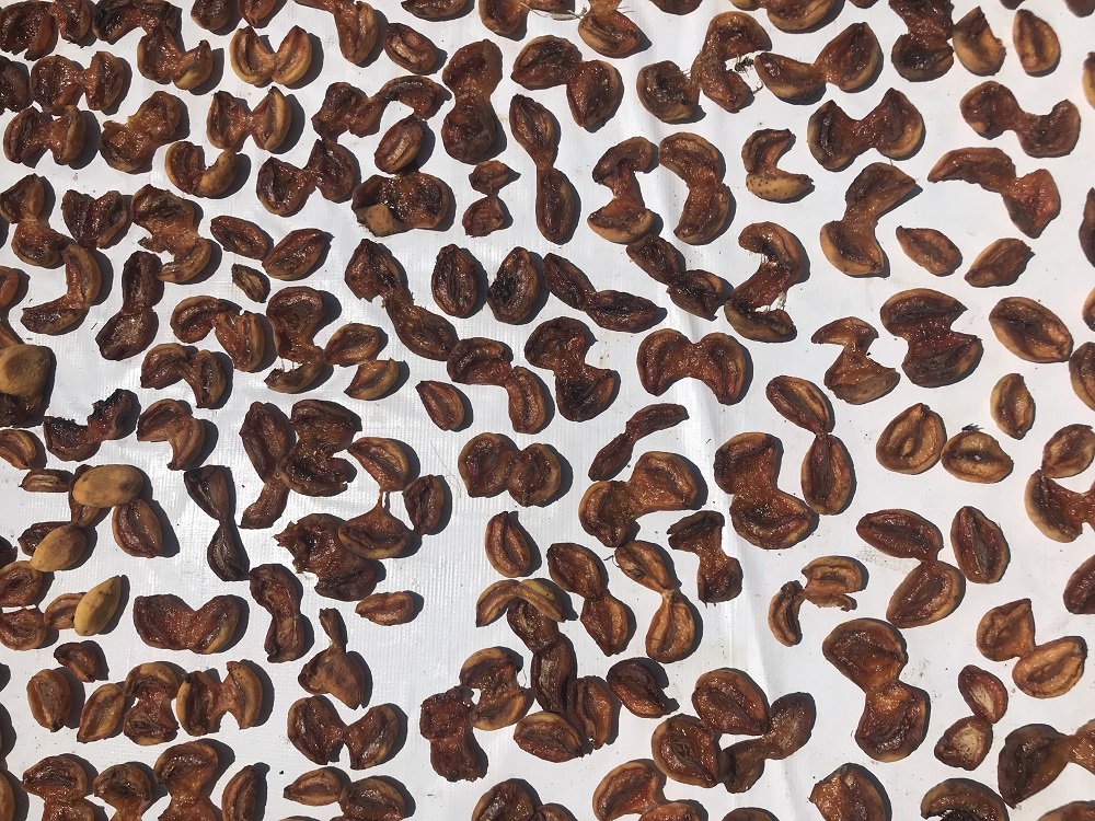 Kuru Kayısı Altınla Yarışıyor Kilosu 1000 Lirayı Aştı (2)