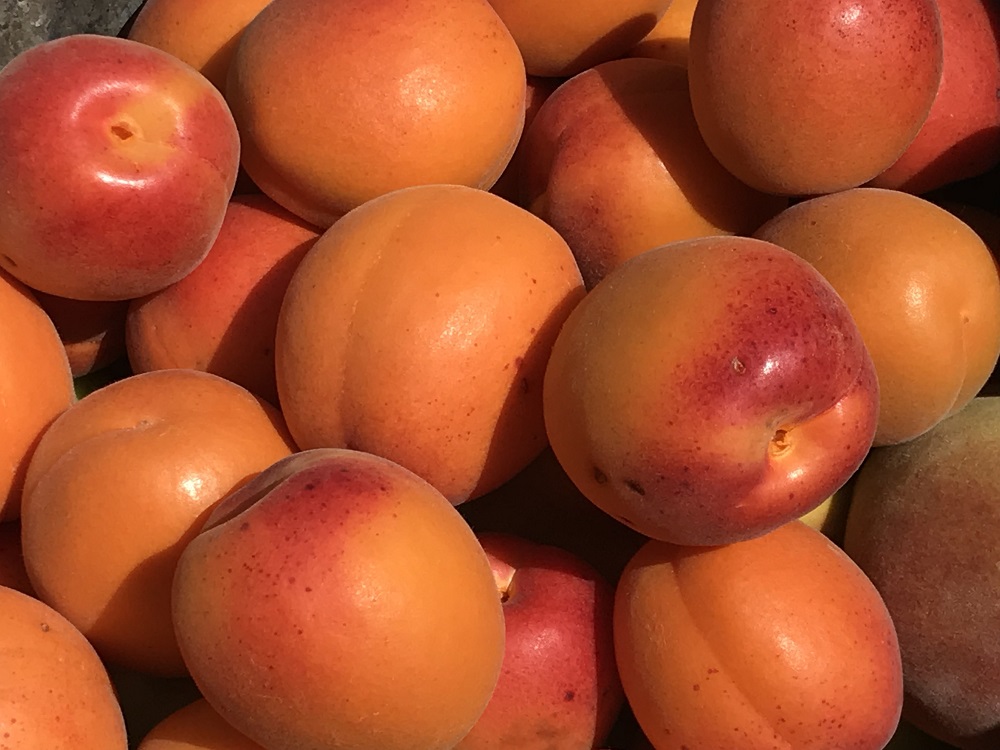 Kuru Kayısı Altınla Yarışıyor Kilosu 1000 Lirayı Aştı (4)