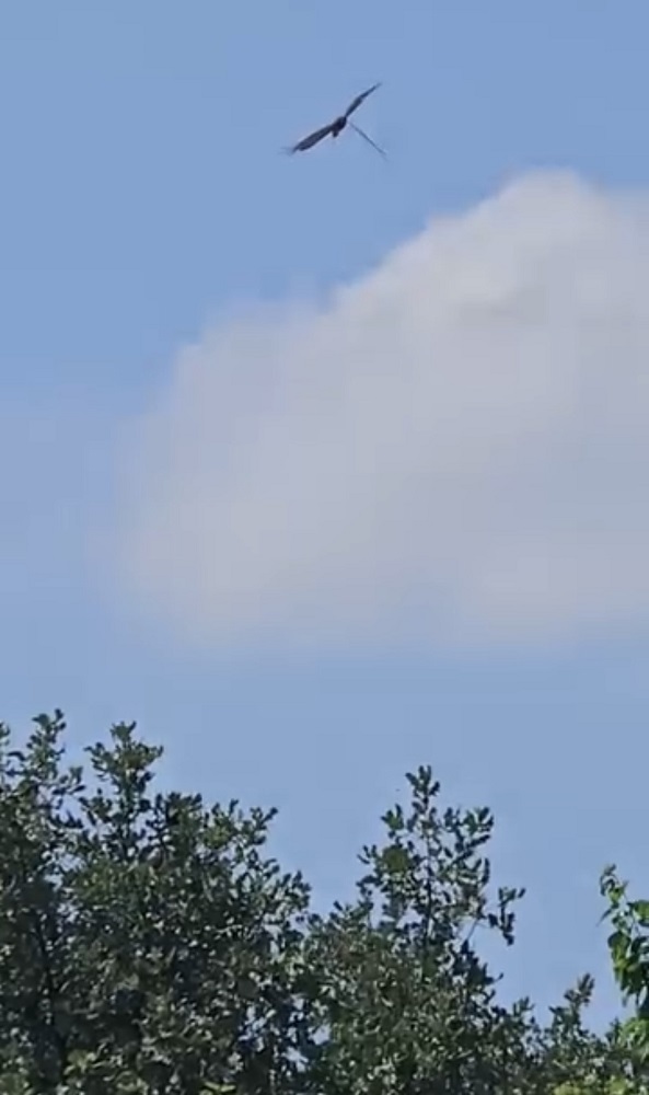 Leylek Ve Kartallar Yılan Avında! O Anlar Kamerada (2)