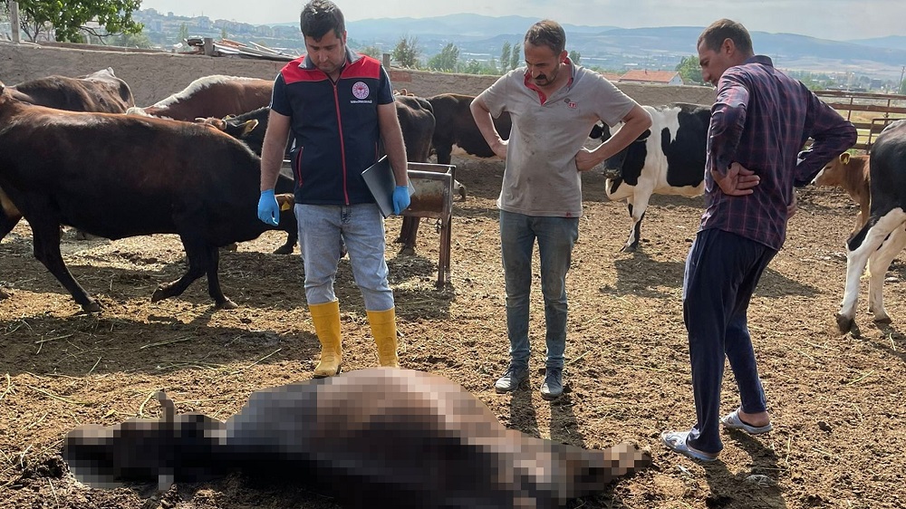 Sağanak Yağış Felaketi Getirdi Merada Yıldırım 6 Hayvanı Vurdu (2)
