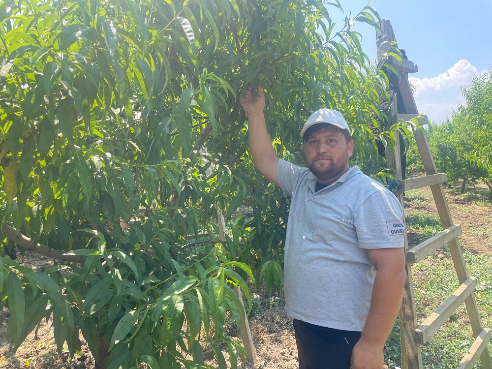 Şeftali Ve Armutta Verim İçin 1200 Liraya Tekleme Yapılıyor (2)