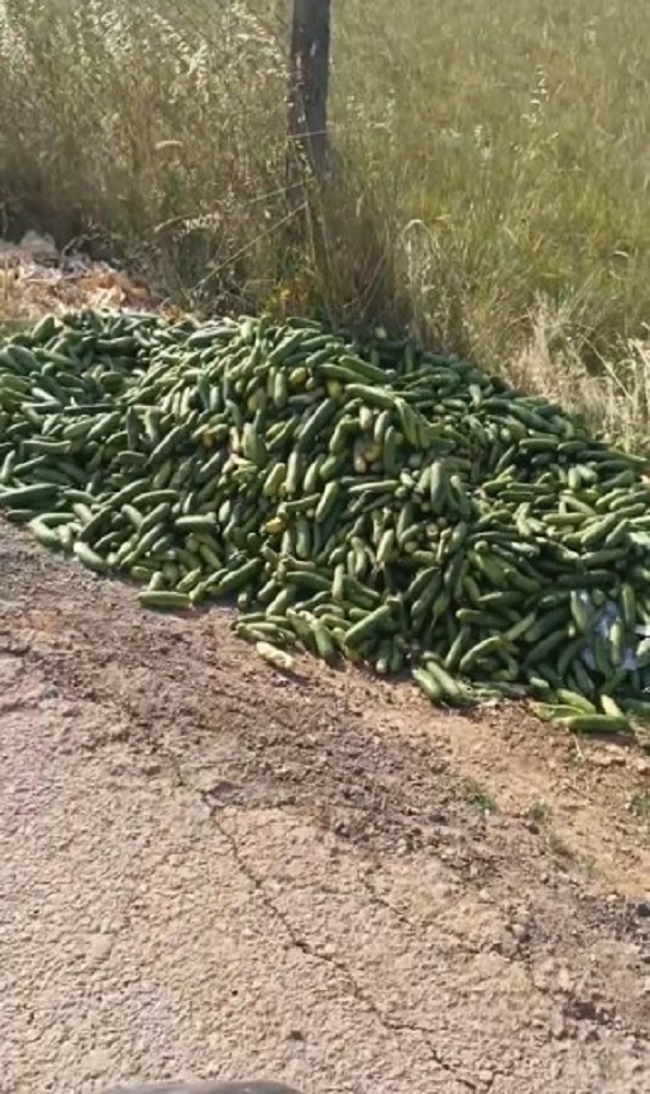 Tonlarca Salatalık Sokağa Atıldı, Vatandaştan Tepki Yağdı (1)