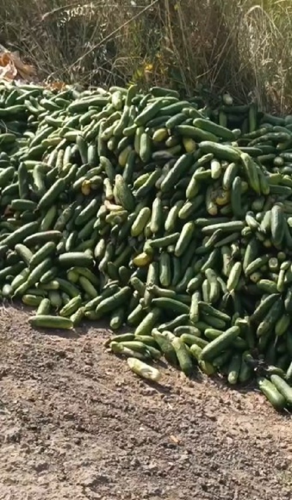 Tonlarca Salatalık Sokağa Atıldı, Vatandaştan Tepki Yağdı (2)
